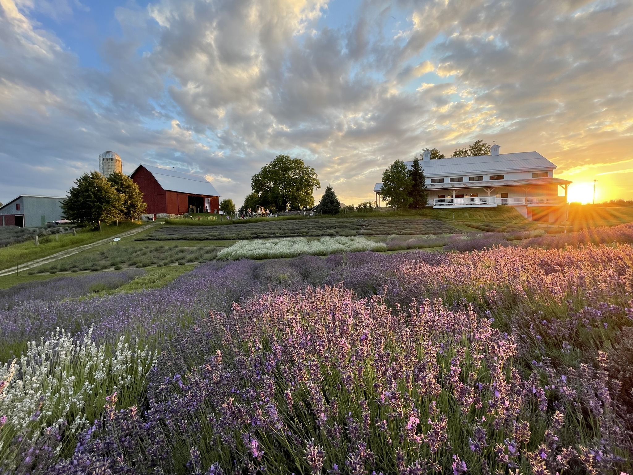 Lavender hill farm.jpg